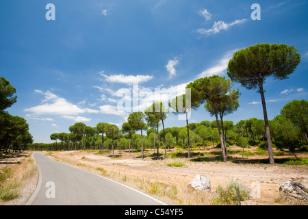 Pinien in der Coto Donana, Andalusien, Spanien, einer der meisten wichtig Feuchtgebiet Tierwelt Standorte in Europa. Stockfoto