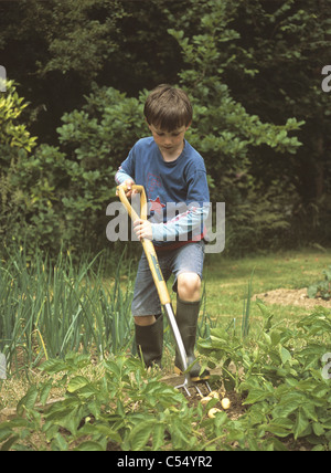 Junge im Garten oder Zuteilung Umgraben eine Ernte von 'Allem' ersten Frühkartoffeln Stockfoto