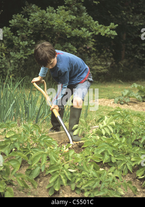 Junge im Garten oder Zuteilung Umgraben eine Ernte von 'Allem' ersten Frühkartoffeln Stockfoto