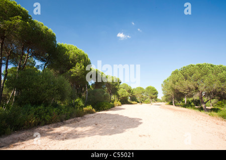 Pinien in der Coto Donana, Andalusien, Spanien, einer der meisten wichtig Feuchtgebiet Tierwelt Standorte in Europa. Stockfoto