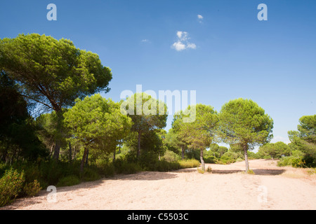 Pinien in der Coto Donana, Andalusien, Spanien, einer der meisten wichtig Feuchtgebiet Tierwelt Standorte in Europa. Stockfoto