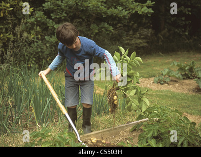 Junge im Garten oder Zuteilung Anheben einer Ernte von 'Allem' ersten Frühkartoffeln Stockfoto