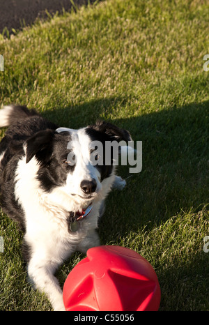 Border-Collie Hund mit roten Ball Stockfoto