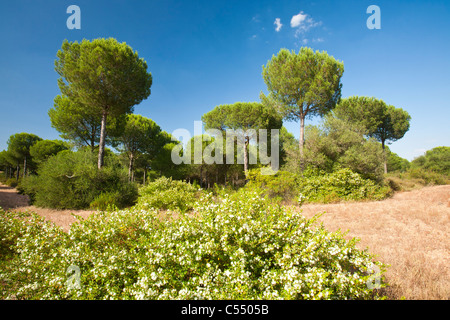 Pinien in der Coto Donana, Andalusien, Spanien, einer der meisten wichtig Feuchtgebiet Tierwelt Standorte in Europa. Stockfoto
