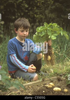 Junge im Garten oder Zuteilung Anheben einer Ernte von 'Allem' ersten Frühkartoffeln Stockfoto