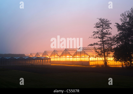 Die Niederlande, Marknesse, Gewächshäuser für Lampe und Blume-Kultur. Stockfoto