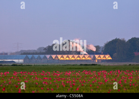 Die Niederlande, Marknesse, Gewächshäuser für Lampe und Blume-Kultur Stockfoto