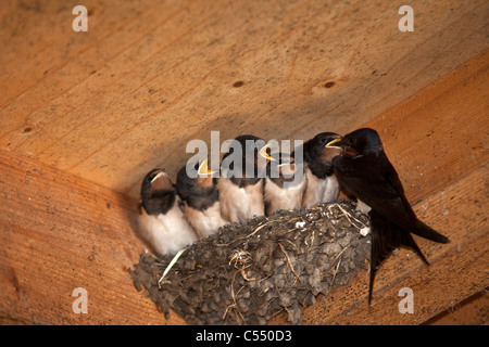 Die Niederlande, Lemmer, junge Rauchschwalben auf Nest. Hirundo Rustica. Mutter Essen bringen. Stockfoto