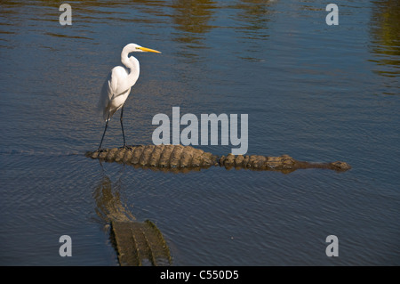 Reiher Vogel auf Alligator Rücken, Everglades-Nationalpark, Florida, USA Stockfoto