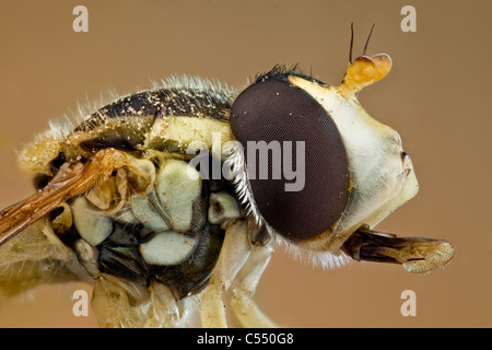 Episyrphus Balteatus, manchmal genannt die Marmelade hoverfly Stockfoto