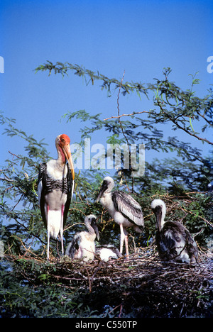 Bemalte Storch (Mycteria Leucocephala) mit ihren jungen in ein Nest, Koonthankulam Bird Sanctuary, Tirunelveli, Tamil Nadu, Indien Stockfoto