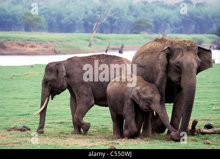 Indische Elefanten (Elephas Maximus Indicus) mit ihrem Kalb, Kabini, Karnataka, Indien Stockfoto