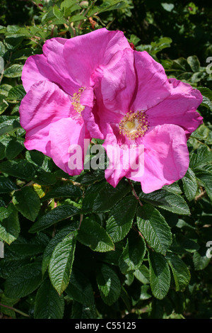 Blühende japanische Rose Rosa rugosa Stockfoto