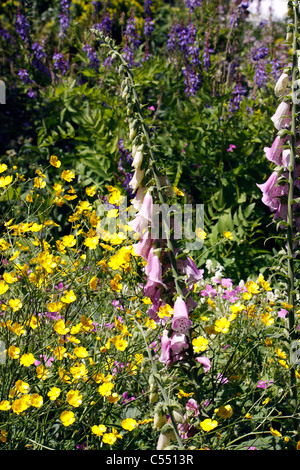 ENGLISCHE WILDE BLUMEN WACHSEN IN EINEM SOMMER SÄUMEN. Stockfoto