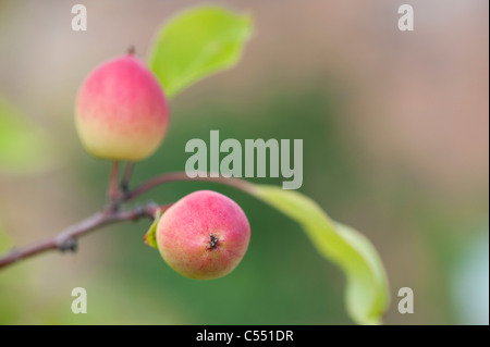 Malus 'Pink Glow'. Krabbe Äpfel auf dem Baum Stockfoto