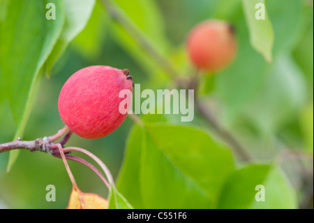 Malus 'Pink Glow'. Krabbe Äpfel auf dem Baum Stockfoto