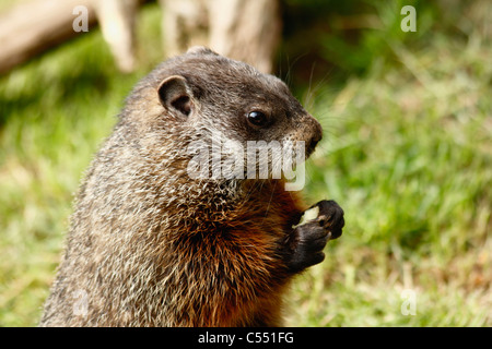 Murmeltier (Marmota Monax) Essen Stockfoto