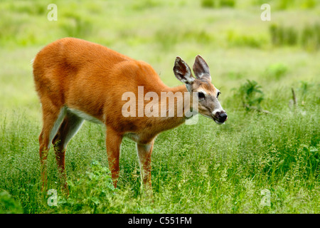 White-Tailed Doe (Odocoileus Virginianus) grasen auf einer Wiese Stockfoto