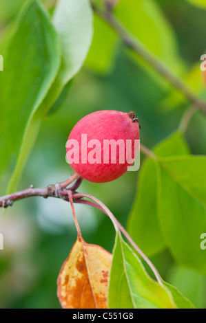 Malus 'Pink Glow'. Krabbe Äpfel auf dem Baum Stockfoto