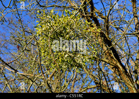 Europäische Mistel Viscum Album. Surrey, UK Stockfoto