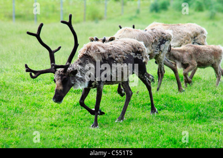 Rentiere (Rangifer Tarandus) Weiden in einem Feld Stockfoto