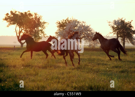 Pferde galoppieren auf einer Wiese am Morgen, Graditz, Deutschland Stockfoto