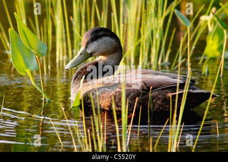 Amerikanische schwarze Ente (Anas Rubripes) im Wasser Stockfoto