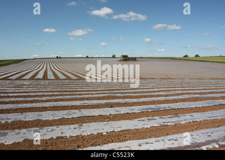 Moderne Landwirtschaft in Derbyshire - Mais Anbau unter abbaubaren material Stockfoto