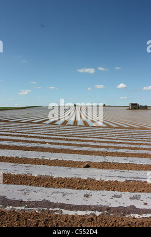 Derbyshire Felder gepflanzt mit Mais unter Plastikplanen Stockfoto