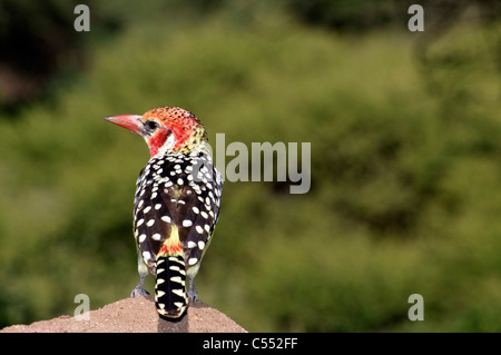 Nahaufnahme von einem rot und gelb Barbet (Trachyphonus Erythrocephalus), Lake Manyara National Park, Tansania Stockfoto