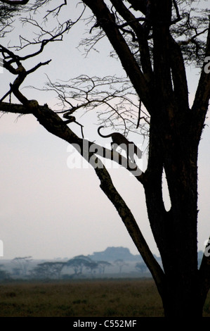 Silhouette eines Leoparden (Panthera Pardus), Kletterbaum, Serengeti Nationalpark, Tansania Stockfoto