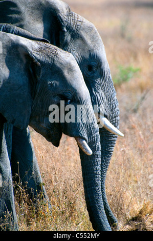 Paar der afrikanischen Elefanten (Loxodonta Africana) in einem Wald, Serengeti Nationalpark, Tansania Stockfoto