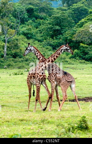 Masai-Giraffen (Giraffa Plancius Tippelskirchi) überqueren Hälse, Mount Meru Arusha National Park, Tansania Stockfoto