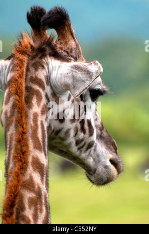 Nahaufnahme einer Masai-Giraffe (Giraffa Plancius Tippelskirchi), Mount Meru, Arusha Nationalpark, Tansania Stockfoto