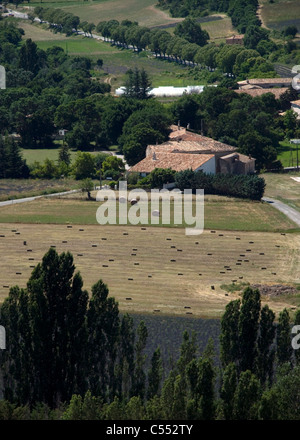 Lavendel Ernte in einem Feld, Sault, Vaucluse, Provence-Alpes-Cote d ' Azur, Frankreich Stockfoto