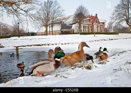 Die Niederlande, Marrum, Enten im Eisloch und auf Schnee. Hintergrund: Bauernhof. Stockfoto