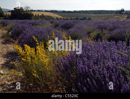 Lavendel Ernte in einem Feld, Sault, Vaucluse, Provence-Alpes-Cote d ' Azur, Frankreich Stockfoto