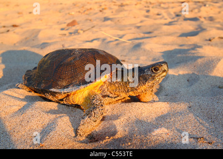 Holz Schildkröte (Glyptemys Insculpta) Stockfoto