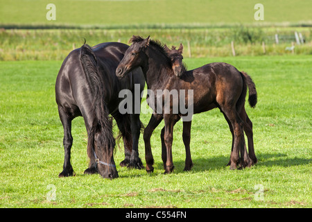 Den Niederlanden, Buren auf Ameland, Insel, Wadden Sea Islands gehört. UNESCO-Weltkulturerbe. Friesenpferde. Stockfoto