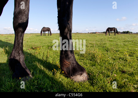 Den Niederlanden, Buren auf Ameland, Insel, Wadden Sea Islands gehört. UNESCO-Weltkulturerbe. Friesenpferde. Stockfoto