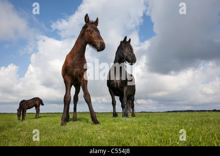 Den Niederlanden, Buren auf Ameland, Insel, Wadden Sea Islands gehört. UNESCO-Weltkulturerbe. Friesenpferde. Stockfoto