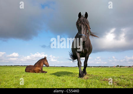 Den Niederlanden, Buren auf Ameland, Insel, Wadden Sea Islands gehört. UNESCO-Weltkulturerbe. Friesenpferde. Stockfoto