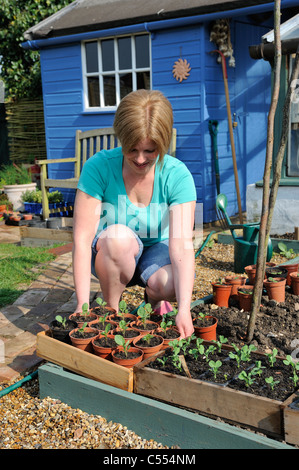 Härten aus Pflanzen, Frau Gärtner Platzierung Tabletts von Pflanzen außerhalb aus Aushärten vor der Pflanzung, Norfolk, England, April Stockfoto