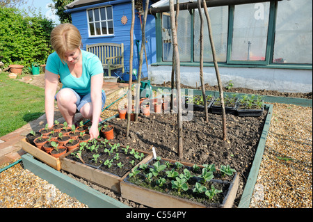 Härten aus Pflanzen, Frau Gärtner Platzierung Tabletts von Pflanzen außerhalb aus Aushärten vor der Pflanzung, Norfolk, England, April Stockfoto