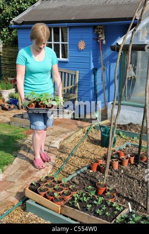 Härten aus Pflanzen, Frau Gärtner Platzierung Tabletts von Pflanzen außerhalb aus Aushärten vor der Pflanzung, Norfolk, England, April Stockfoto