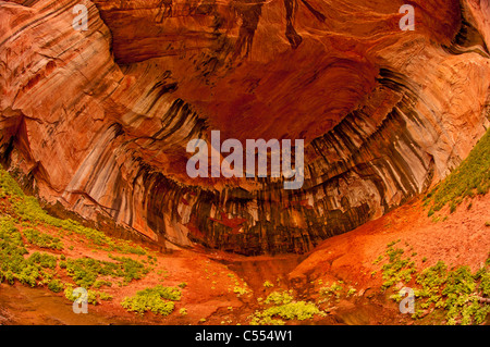 Red Rock Canyon Wände des Double Arch Alkoven Taylor Creek trail Kolob Canyon Zion Nationalpark, Utah Stockfoto