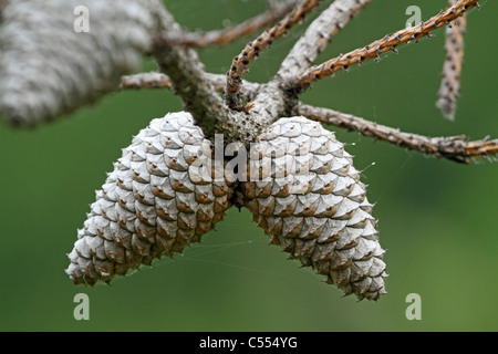 Pech-Kiefer Baum Zapfen, Pinus Rigida. Diese Bäume auch in den Pine Barrens von New Jersey, USA Stockfoto