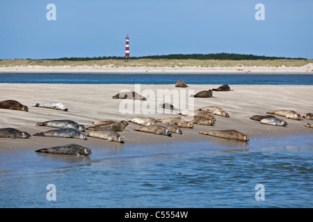 Holland, Hollum auf Ameland, Wattenmeer Inseln. UNESCO-Weltkulturerbe. Leuchtturm und Robben am Strand. Stockfoto