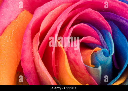 Natürlicher Regenbogen-Rose - nicht Photoshopped, die Blume wird mit Farbstoff injiziert, wie es wächst Stockfoto
