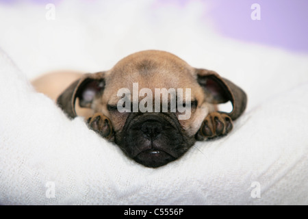 Nahaufnahme eines Mops Welpen schlafen auf einem Stuhl Stockfoto